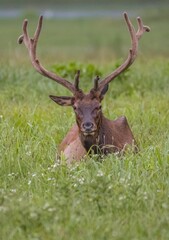 Fototapeta premium Vertical shot of a red deer (Cervus elaphus) sitting in the field