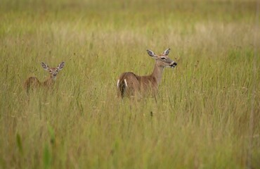 Pair of small deer grazing on a grassy field