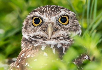 Close up of an owl bird