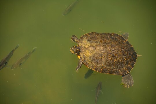 Large green turtle swimming in a lake with fish