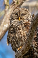 Closeup of a cute tawny owl resting on the branch. Strix aluco.
