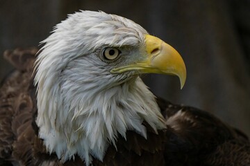 Majestic bald eagle looking to the left.