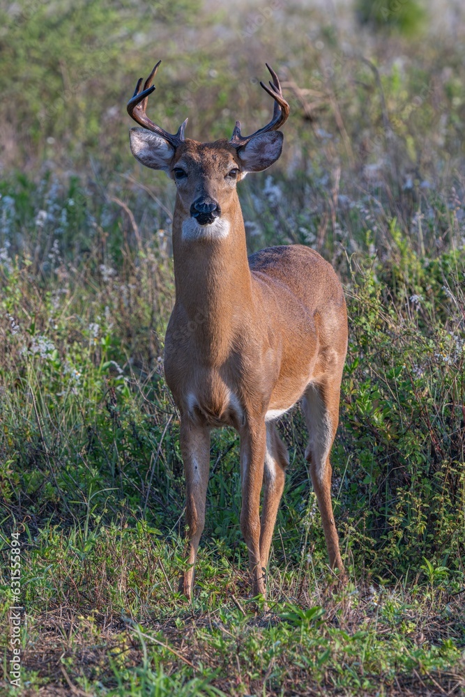 Canvas Prints white-tailed deer (odocoileus virginianus) deer with large antlers in the middle of a grassy field