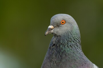 Closeup shot of a grey-feathered pigeon.