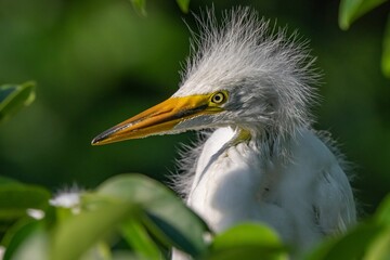 Closeup of a great egret perched on greenery in a field with a blurry background