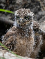 Closeup of a little owl perched on greenery in a field with a blurry background