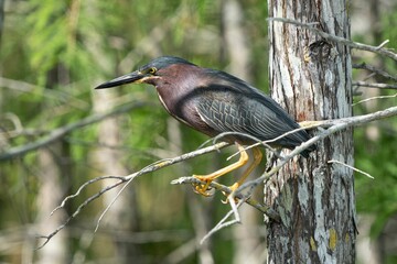 Closeup of a green heron perched on a green tree in a forest