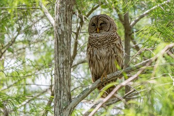 an owl in the middle of a forest with a bright yellow eye