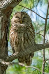 Vertical closeup of an owl perched on a green tree in a forest