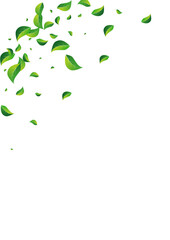 Mint Leaf Blur Vector White Background. Tea - obrazy, fototapety, plakaty