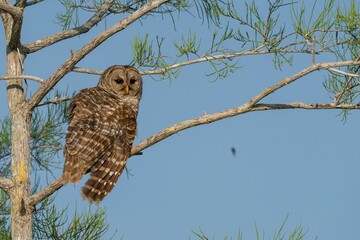 Barred Owl (Strix varia) owl perched on a branch of a tree in a serene forest setting