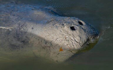 Close-up of a West Indian manatee with its nose out of the water
