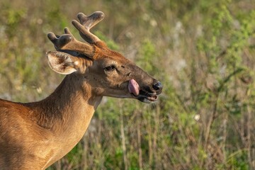 Close-up of a white-tailed deer in a sunlit field