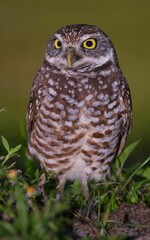 Portrait of a Burrowing owl perched on the grass with a dark blurry background