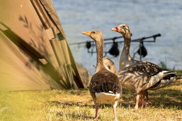 Fototapeta premium Three greylag geese pictured standing in a grassy meadow.