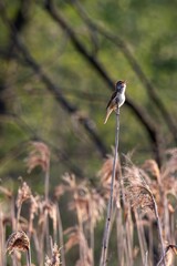 Great reed warbler sitting and singing on a twig. Acrocephalus arundinaceus.