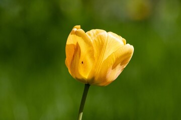 Fototapeta premium Vibrant yellow tulip stands against a green backdrop.