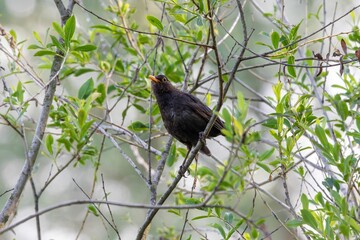 Closeup of a Eurasian blackbird (turdus merula) sitting on a tree branch
