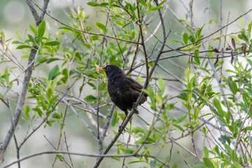 Closeup of a Eurasian blackbird (turdus merula) sitting on a tree branch