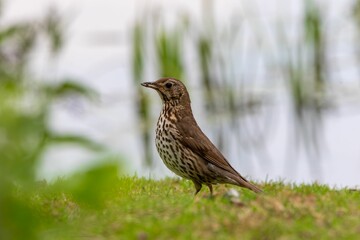 Closeup of a song thrush (Turdus philomelos) perched on green grass