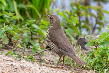 Closeup of a song thrush (Turdus philomelos) perched on green grass