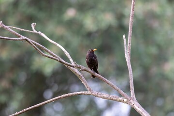 Closeup of a Eurasian blackbird (turdus merula) sitting on a tree branch