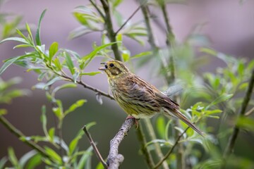 Fototapeta premium Yellowhammer (Emberiza citrinella) perched on a tree branch with a wriggling worm in its beak
