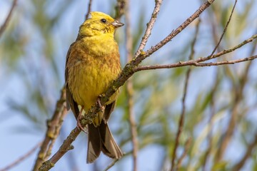Yellowhammer (Emberiza citrinella) perched on a tree branch, looking out into the distance