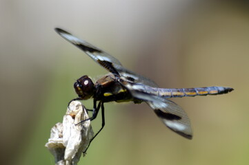 Twelve spotted dragonfly