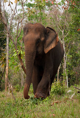 Fototapeta premium An Asian elephant walking among the trees in the jungle in Cambodia sanctuary