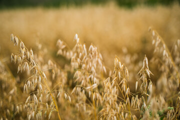 Close up ripening golden ears of oats in a field. Crop field. Harvesting period.