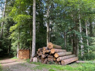 Pile of small firewood and large logs in a forest