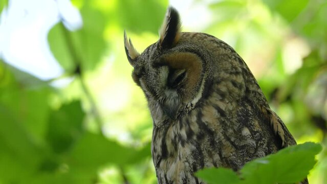 Waldohreule versteckt zwischen den B&auml;umen und Str&auml;ucher