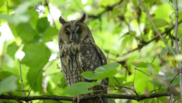 Waldohreule versteckt zwischen den B&auml;umen und Str&auml;ucher
