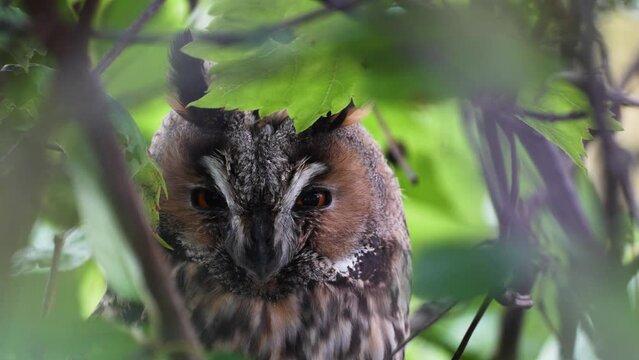Waldohreule versteckt zwischen den B&auml;umen und Str&auml;ucher
