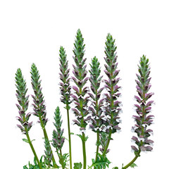 dorniger Akanthus mit Bl&uuml;ten isoliert auf weiss