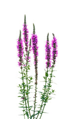 bl&uuml;hender Blutweiderich iosliert auf weiss