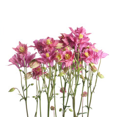 Akelei isoliert auf weiss