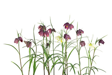 viele Schachbrettblumen isoliert auf weiss