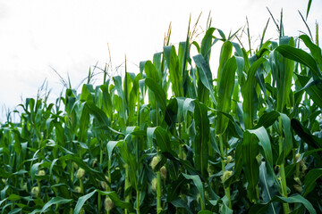Unripe corn growing on a maize plantation. Corn planting field or cornfield. Stalks of tall green unripe corn with a unripe corn. Agriculture.