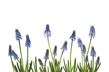 Traubenhyazinthen isoliert auf weiss