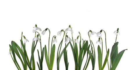 viele Schneegl&ouml;ckchen isoliert auf weiss