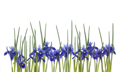 bl&uuml;hende Zwerg-Iris isoliert auf weiss