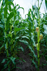 Close up unripe corn cobs growing on a maize plantation Corn planting field or cornfield. Stalks of tall green unripe corn with a unripe corn. Agriculture.