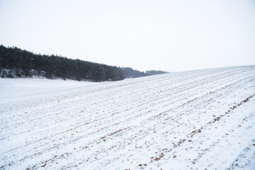 Landscape of wheat field covered with snow in winter season. Agriculture process with a crop cultures.