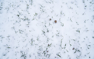Green young sprouts of wheat, barley, rye under the layer of fresh snow in a spring.