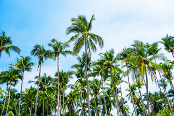 Fototapeta na wymiar palm tree on blue sky background