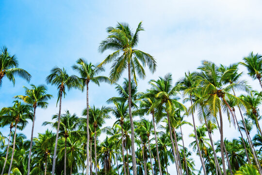 palm tree on blue sky background