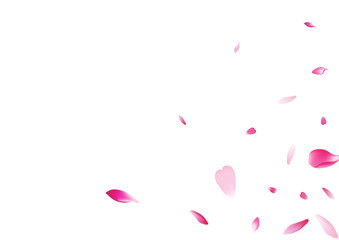 Pastel Sakura Petal Vector White Background.