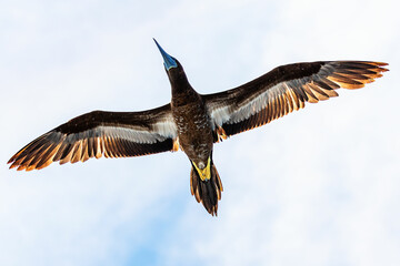 Brown Booby in flight